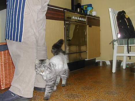 Blanding af racer Felix - neivel..da må jeg bare slippe lidt på sjarmen billede 19