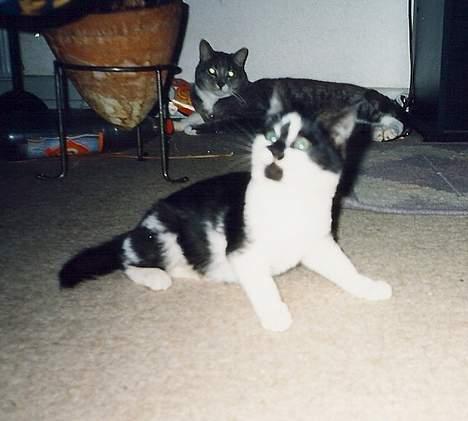 Blanding af racer Simba billede 1