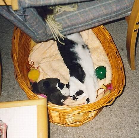 Blanding af racer Simba billede 3