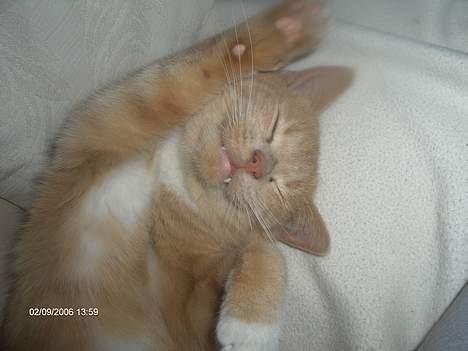 Huskat speedy - Min dejlige hanmisser :3 *vinke vinke* billede 1