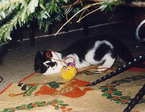 Blanding af racer Simba billede 4