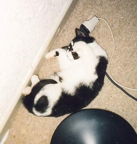 Blanding af racer Simba billede 5