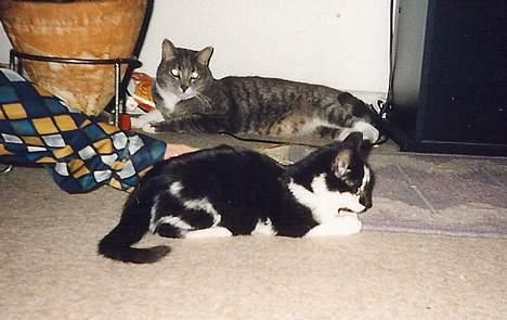 Blanding af racer Simba - Nala og Simba billede 6