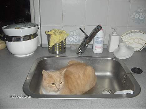 Huskat speedy - mor må jeg blevet vasket =) billede 3