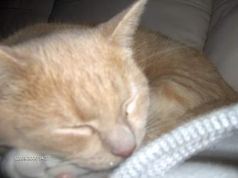 Huskat speedy - ZzZzZzZzZz billede 4