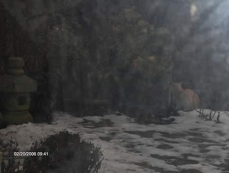 Huskat speedy - er der nogen i min have grrrr =o billede 5