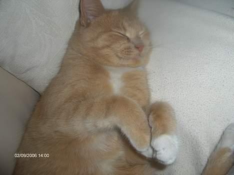 Huskat speedy - aaarh.. tager lige en slapper :D som  jeg normalt gör :D billede 6