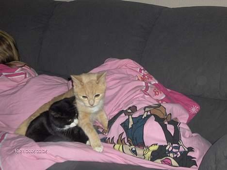 Huskat speedy - Hygge med mille :D billede 7