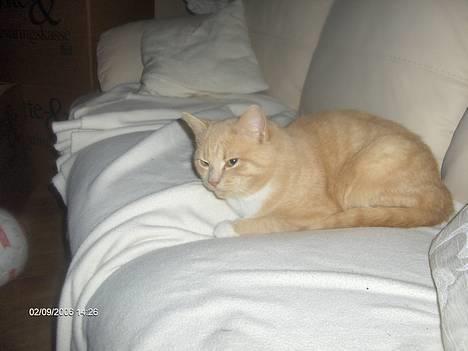 Huskat speedy - Min dejlige hanmisse i vores nye sofaer :D billede 8