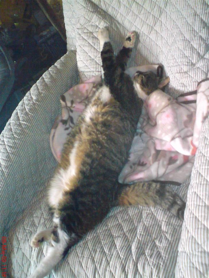 Huskat Celestin (himmelkat) - Se hvor lang han kan blive ;) billede 7