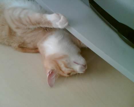 Huskat Rita (misse lange hale) - Jeg prøver lige at fange den mus!!! billede 12