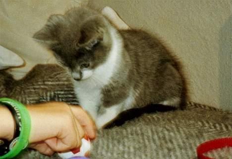 Blanding af racer Sweety - se her sweety ... =) som lille billede 10