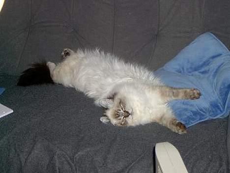 Hellig Birma Wehnerts Max billede 6