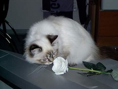 Hellig Birma Wehnerts Max billede 7