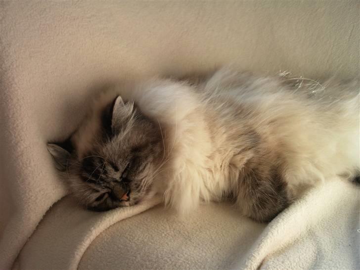 Hellig Birma Wehnerts Max billede 8