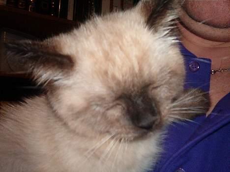 Blanding af racer Bina billede 1