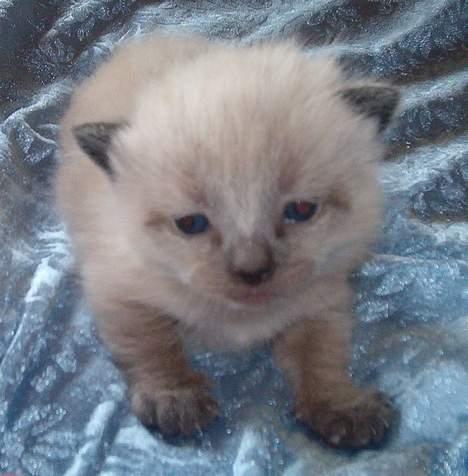 Blanding af racer Bina billede 2