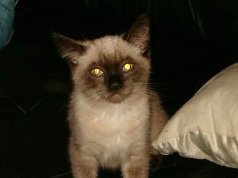 Blanding af racer Bina billede 3