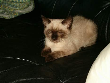 Blanding af racer Bina billede 4