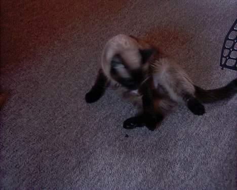 Blanding af racer Bina billede 5