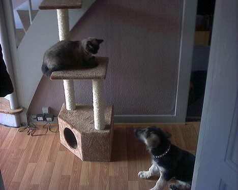 Blanding af racer Bina billede 6