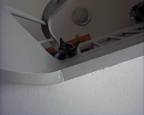 Blanding af racer Bina billede 7