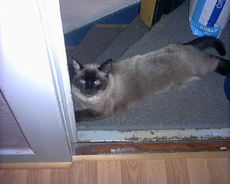 Blanding af racer Bina billede 8