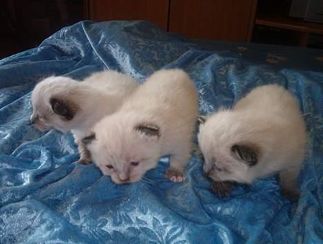 Blanding af racer Bina billede 9