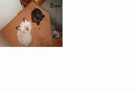 Blanding af racer Bina billede 10