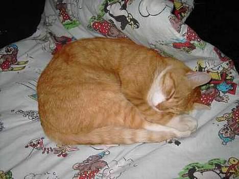 Huskat Benjamin - 20 Marts billede 10