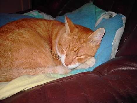 Huskat Benjamin - 20 Marts billede 11