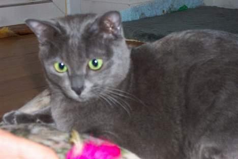 Korat Lucky billede 1