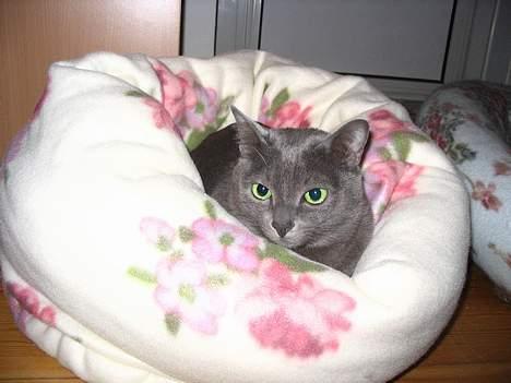 Korat Lucky billede 2