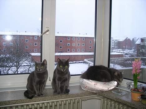 Korat Lucky - Fra venstre: Dona, Lucky og Fluffy billede 3