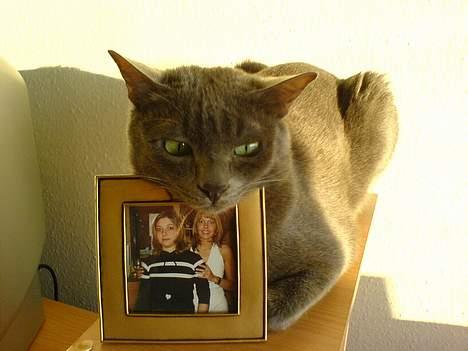 Korat Lucky - Lucky billede 4