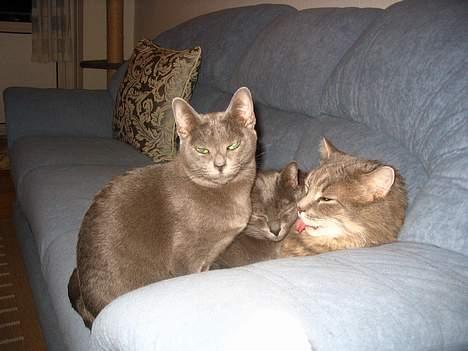 Korat Lucky - Lucky i mellem Dona og Fluffy billede 5