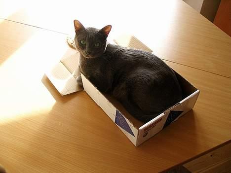 Korat Lucky - Lucky i en postpakke fra Australien billede 6