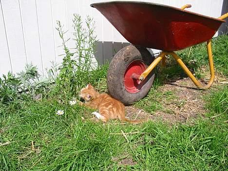Huskat Rødbeden (Smukke) - Rødbeden har fanget noget farligt græs billede 7