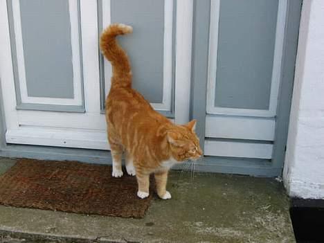 Huskat Rødbeden (Smukke) billede 8