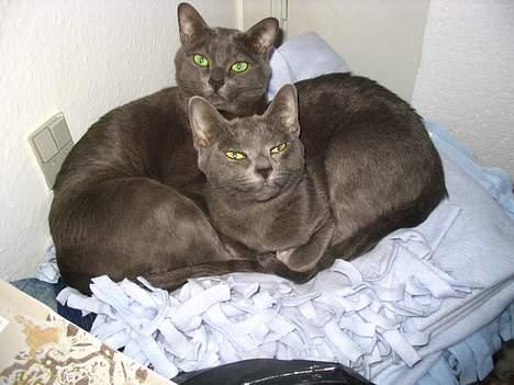 Korat Lucky - Lucky (tv) og Dona billede 7