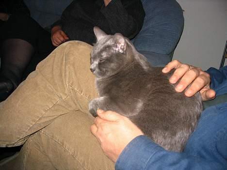 Korat Lucky - Lucky i skødet på vores ven, Niels Peter billede 8