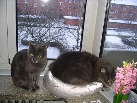 Korat Lucky - Lucky sammen med Flufy billede 9