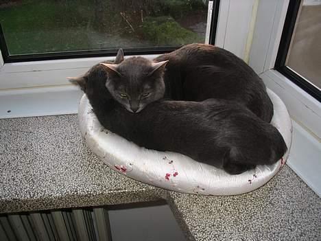 Korat Lucky - Lucky med hovedet på sin veninde, Dona billede 10