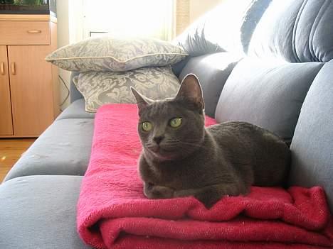 Korat Dona - Er jeg ikke yndig? billede 1