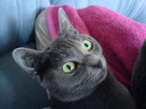 Korat Dona billede 6