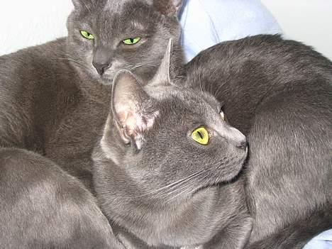 Korat Dona - Dona (th) og Lucky (tv) billede 7