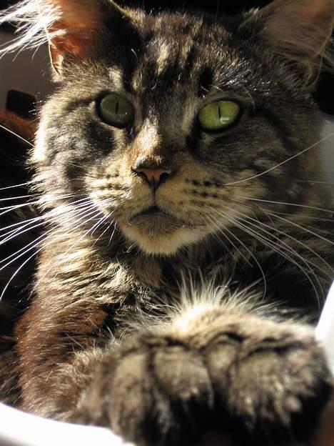 Maine Coon Champagnes Mustang (Musta billede 1