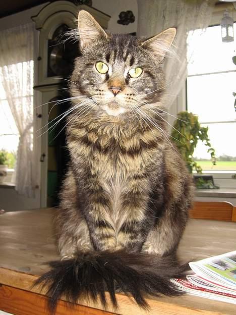 Maine Coon Champagnes Mustang (Musta billede 2