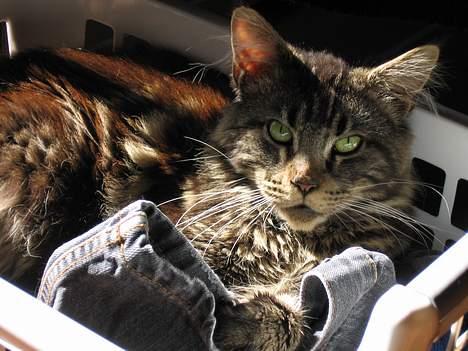 Maine Coon Champagnes Mustang (Musta - Ynglingssted til at ligge og sove - i det nyvasket tøj  >< .oO(Dejlig kat ) billede 3