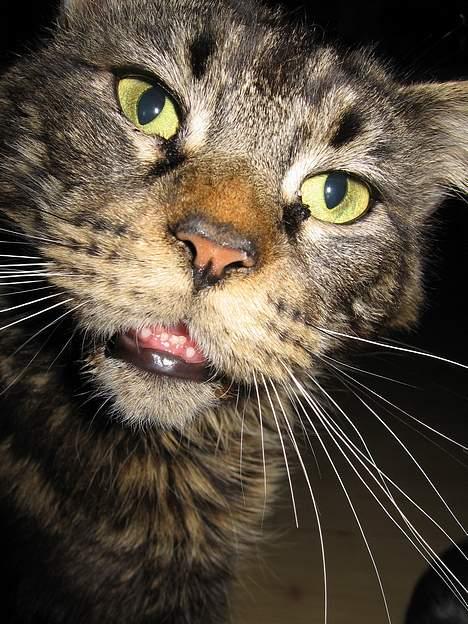 Maine Coon Champagnes Mustang (Musta - - Utolige grimme tænder! billede 4